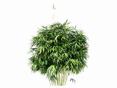 现代竹子