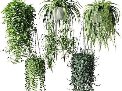 现代风格盆栽 盆景 植物 吊篮