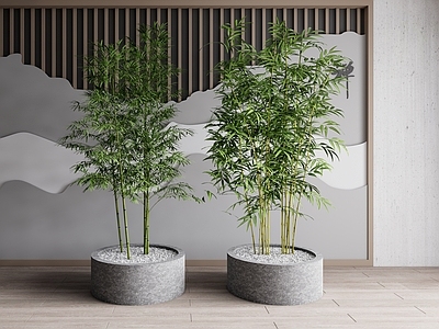 现代竹子盆栽