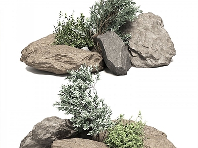 现代石头 植物