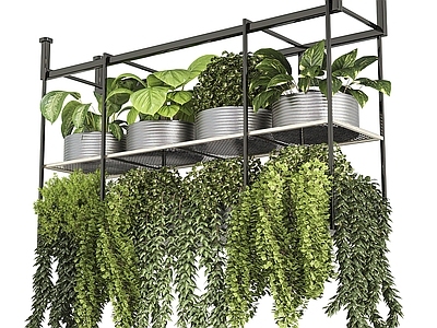 现代绿植盆栽 吊篮