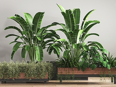 现代植物池