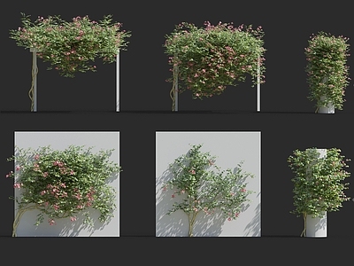 现代绿植墙 植物 花藤