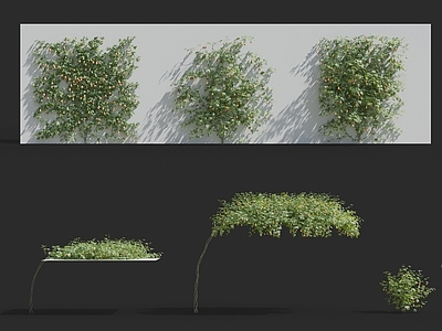 现代绿植墙 花草花卉 金铃花