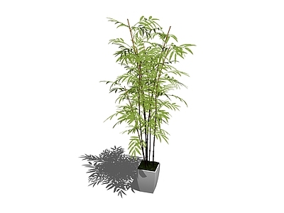 现代盆栽 竹子