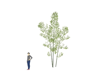 现代竹子