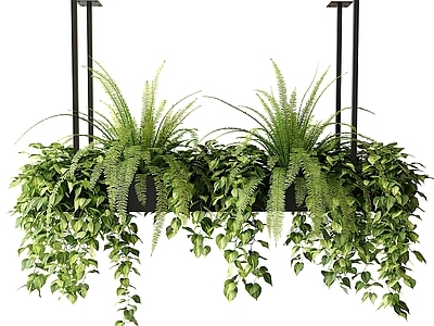 现代植物吊篮 吊装 绿萝