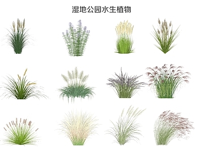 现代湿地公园水生植物 草花 芦苇 狗尾巴草