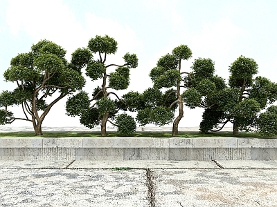 现代树木 造型树 绿化植树 树