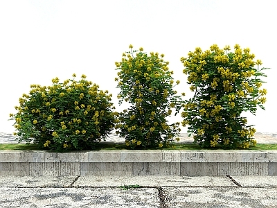 现代花坛花钵 绿化植物 景观植物 开花植物