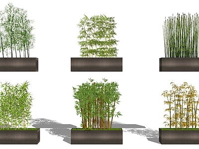 现代盆栽 文竹 斑竹 花箱