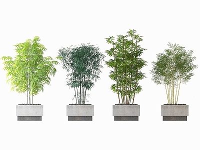 现代绿植盆栽
