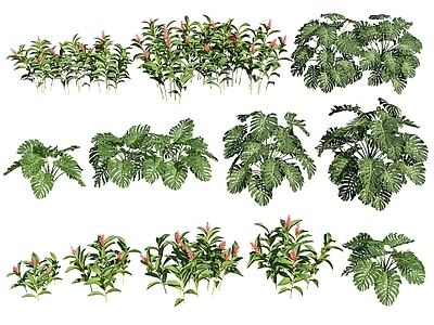 现代花草 花卉 红花月桃 龟背竹