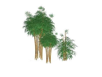 现代竹子