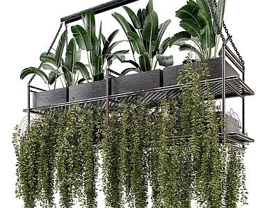 现代绿植盆栽 吊篮