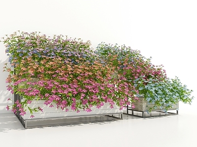 现代花坛 植物 花卉