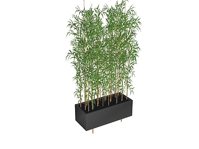 现代竹子 植物