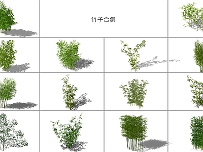 现代竹子