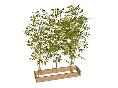 现代竹子