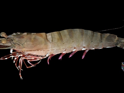 现代虾子 海虾 青虎虾