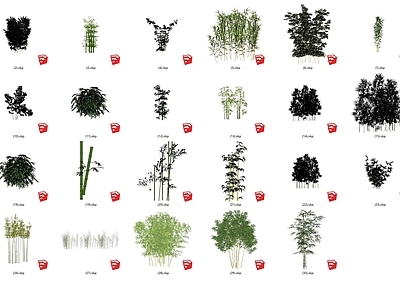 现代竹子 植物