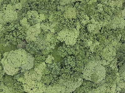自然森林鸟瞰素材
