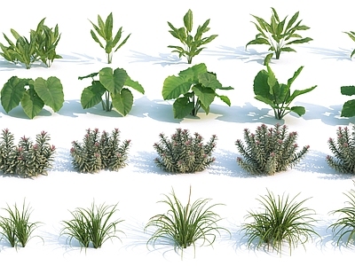 现代花草组合 小草 灌木 室外植物