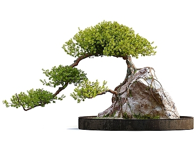 新中式盆栽 盆景 桌面