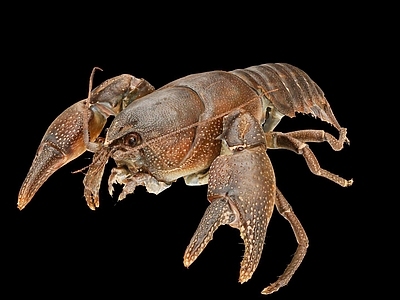 现代小龙虾