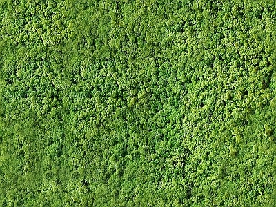 高清 植物 绿植墙 苔藓