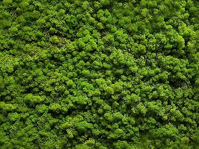 高清 植物  绿植墙 苔藓