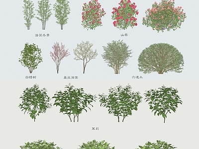 现代灌木 冬青 山茶 白蜡树 垂丝海棠 六道木 茉莉 栀子