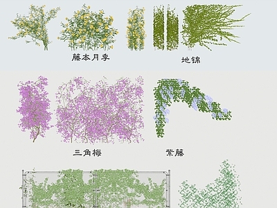 现代爬藤植物 藤本月季 地锦 三角梅 紫藤 爬山虎 绿植墙