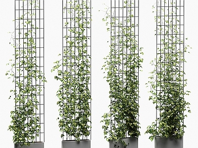 现代植物藤曼