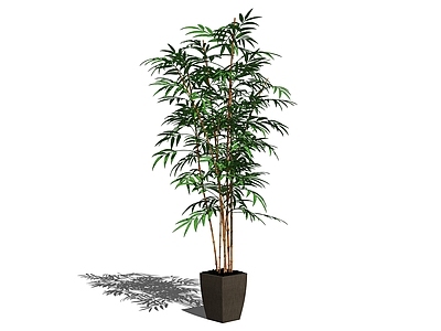 现代盆栽