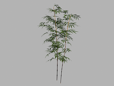现代竹子
