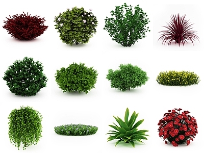现代花草组合