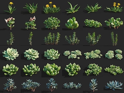 现代多肉植物