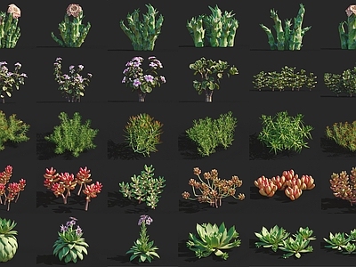 现代多肉植物