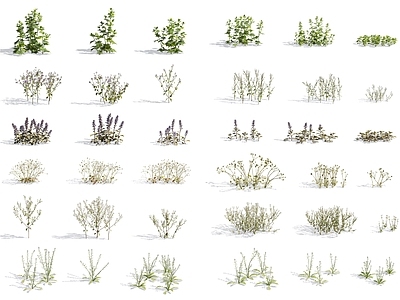 现代花草组合