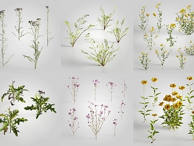 现代花草组合