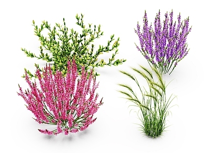 现代花草组合