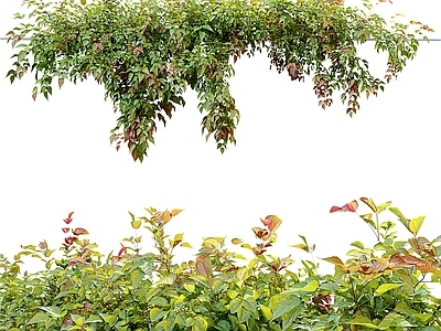 现代植物
