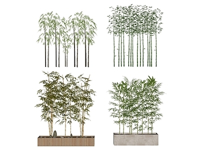 现代景观植物竹子