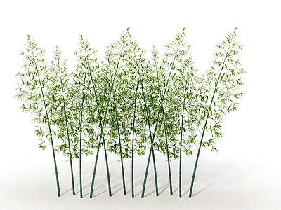 现代竹类