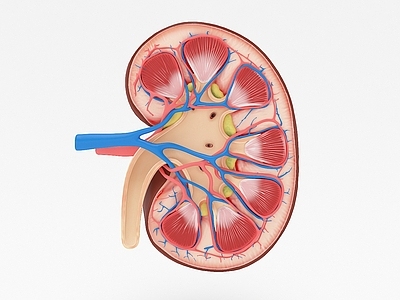 现代肾 肾静脉 肾盂 输尿管 肾锥体 肾乳头 肾大盏 内脏