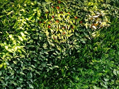 绿植墙面