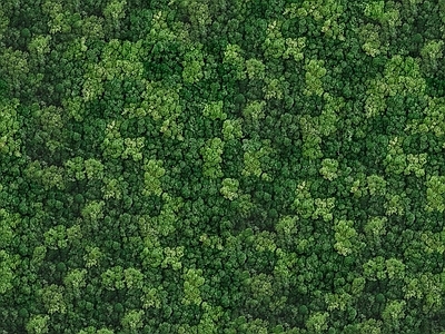 植被 绿植墙 灌木