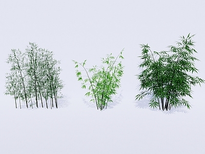 现代竹类 景观竹子