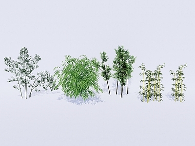 现代竹类 景观竹子